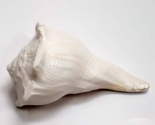 Lakshmi Shankh / Bathing Conch Shell Used for Abishek and Aarti in Deity Worship