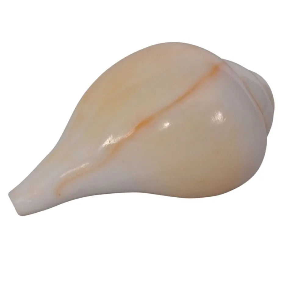 Vishnu Shankh for Pooja