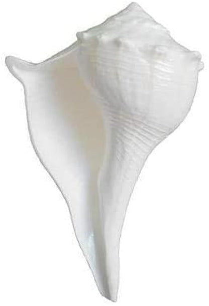 Lakshmi Shankh For Pooja