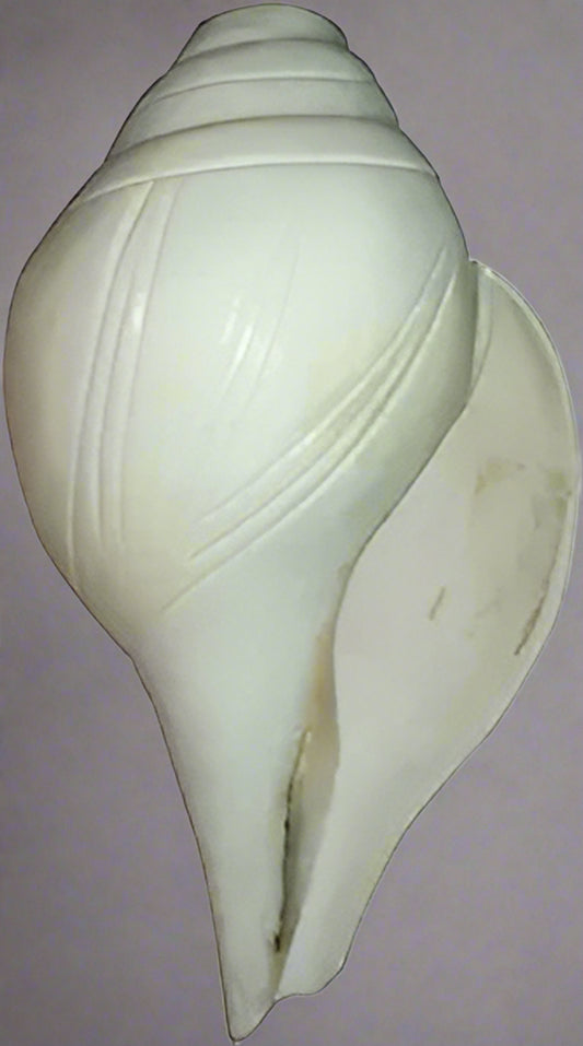 Vamavriti Vishnu Shankh for Pooja