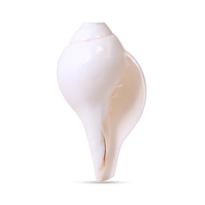 Vishnu Shankh for Pooja